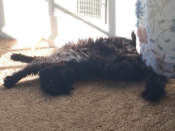 ShittyLilKitty's tweet photo. Ahhhhh! http://t.co/Jku2zJ38sY