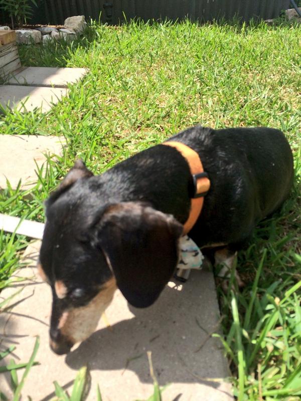 thunderboltdog's tweet photo. Bugggssss..... #dachshund #dachshunds #ilikestickingmynoseonthings #weinerdog #Dogs #Dog #saturday #ADOPTDONTSHOP 🐶🐹🐾 http://t.co/HMvZ6jO54Z