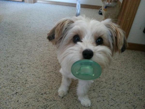 c_schmuhl's tweet photo. @TheEllenShow you said dogs can have  binkies http://t.co/SqHu4sg69R