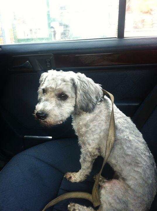 Dog found in Walthamstow!! The dog  is with the council dog team. Please retweet