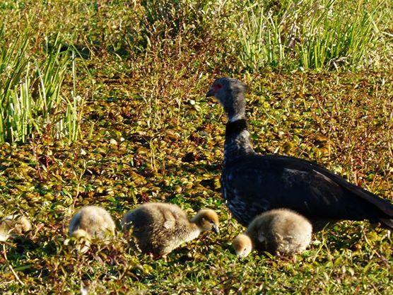 Esteros Del Ibera Con IBERA FULL