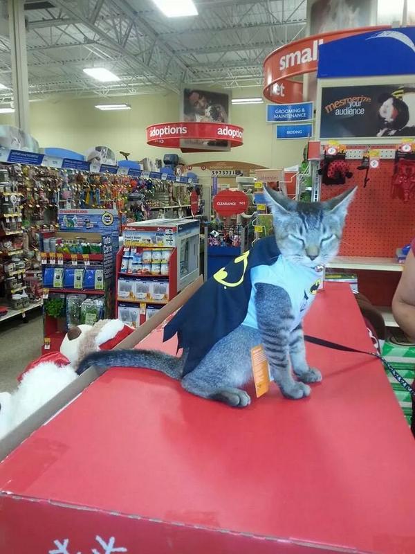 amandaallinder's tweet photo. Its batcat!!!!! #ecpetm #inspiredbypets http://t.co/3sn3I7ITaH