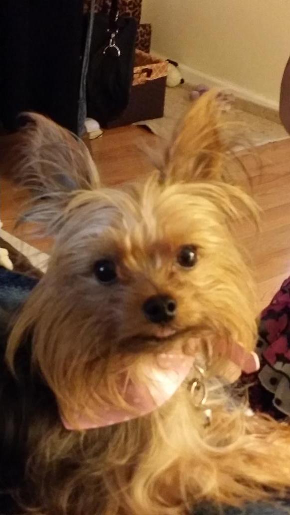 BossSuckatash's tweet photo. ๐ถ @codyfoofoo @DieRabbitDie Daisy & more TFTF. Have a Woof-tastic Weekend!๐ Remember to support #BCAM2014 #RMWP http://t.co/7Ung3bPiC1