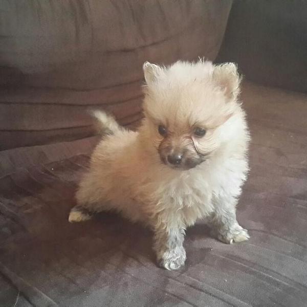 jj_kinging's tweet photo. Adorable pomeranian pups for sale for only 35k, if interested contact me at 8216836 http://t.co/Iyr3UZe5UT