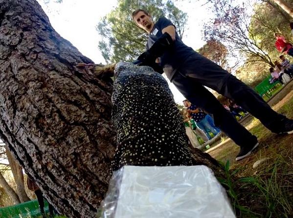 NaturalezaZoo's tweet image. Hoy hemos instalado una @GoPro sobre nuestro varano Nixon @zoomadrid pronto mostraremos las impresionantes imágenes