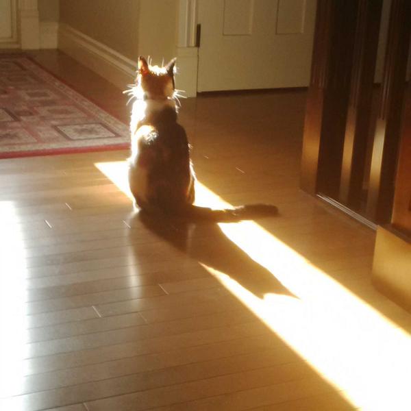 Time for my "#caturday power-up". Gotta recharge after a crazy week of mousing. Midna #cat