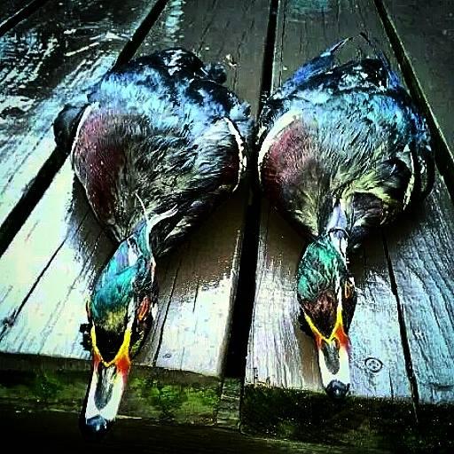 DavidBeck_33's tweet photo. Two beautiful Drake Wood Ducks shot this morning. They will be going on the wall #TeamBanded #LifeintheBlind http://t.co/GO3FXoMDwk
