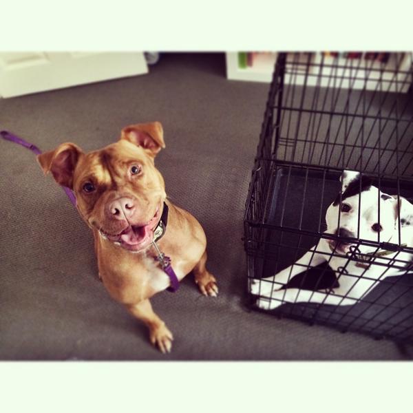AdorABulls's tweet photo. It's Bunny and she was sprung from the shelter today. Welcome to the rest of your life, smiley girl 💜🐰💜 http://t.co/wbgepMALSv