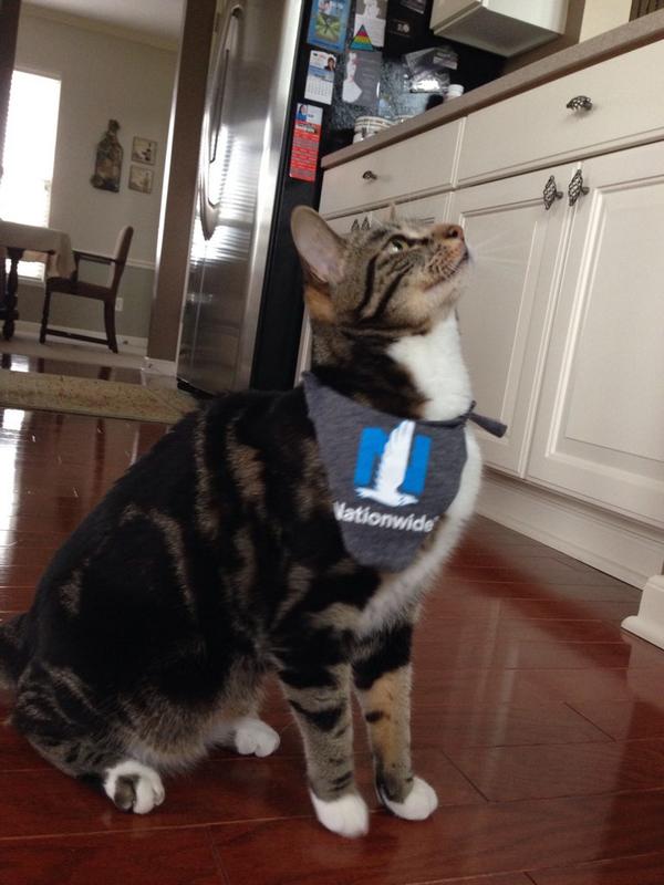 caseylbest's tweet photo. #Nationwide is on your...cat http://t.co/hVqeaHD63c
