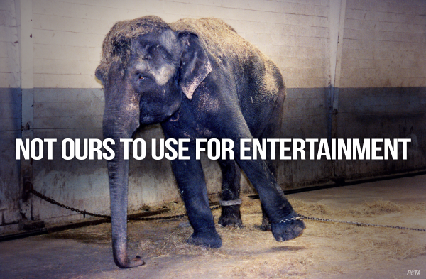 peta's tweet photo. ICYMI: Malta has BANNED using animals in circuses http://t.co/6HMNyE16j2

RT if u want US 2 follow! #BoycottTheCircus http://t.co/HHop0QIuMr