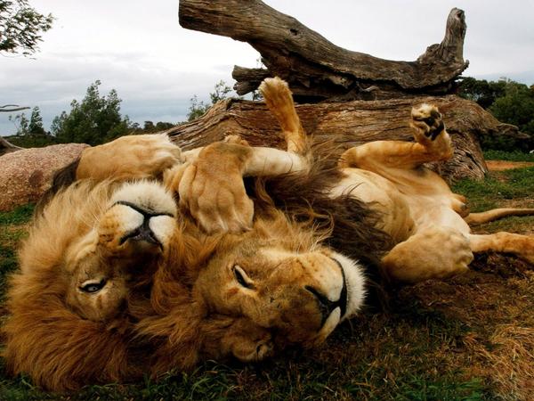 davidbojeb's tweet photo. [...] y el león como el buey comerá paja. Isa 11:7 #FelizSabadoColombiaQuerida #SabadoPaDescansar http://t.co/h4cbWRHqRt
