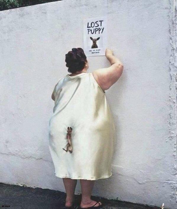 piesportsbooze's tweet photo. Lost puppy... http://t.co/doJl28RYSO