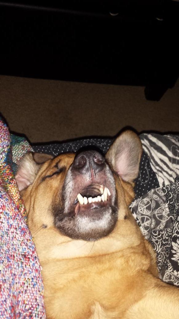 uva light for reptiles