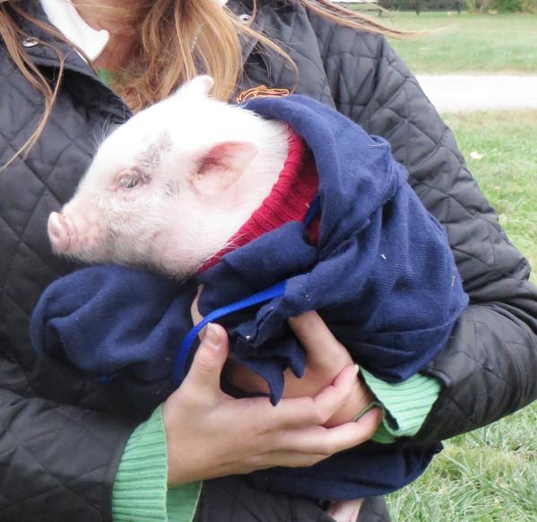 MillcreekSpread's tweet photo. Love this! RT @JenRoytz: It's literally a pig in a blanket. Can't make this stuff up. #MSEDA #3DE @Hagyard http://t.co/t8nadBTj4V”