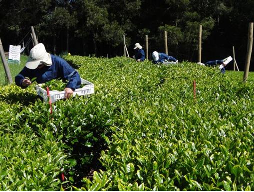 InfusionesTH's tweet image. #SabíasQue  #Chile ya es parte de los paises productores de Té ! bit.ly/ZA15Ca Atención !! #Tealovers