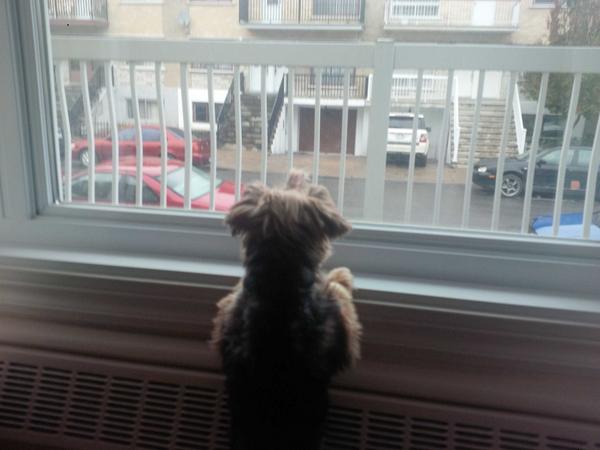 piccolamosca's tweet photo. Waiting patiently. http://t.co/8xLZRiaZKI