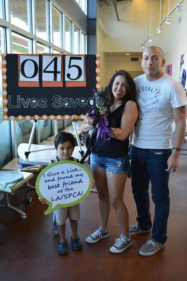 LASPCA's tweet photo. 61 Adoptions!! Stay tuned for the final count. #ASPCAmegamatch http://t.co/DQzY1HKqdO