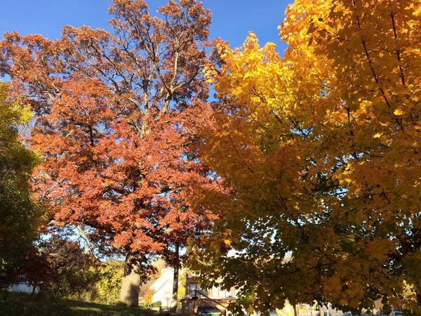 MNXCCoachHop's tweet photo. My front yard loves Maroon and Gold! #minnesota #homecoming #amazingfall http://t.co/5KKWMf2GI7