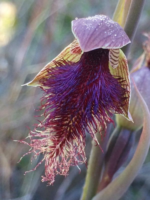 birdandbatlife's tweet photo. Morning walk 😎 Purplish #Bearded Orchid #Calochilus robertsonii @RBGSydney @OrchidNotes @OrchidsWorldcom #iPhoto http://t.co/FdnRZVj4De