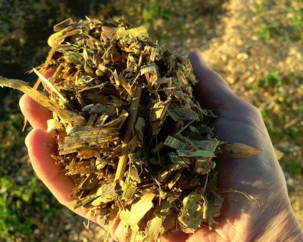 MidwestDairy's tweet image. This is the time of year when farmers harvest silage. How &amp;amp; why via @Mybarnyardview:  mybarnyardview.blogspot.com/2014/10/a-big-…