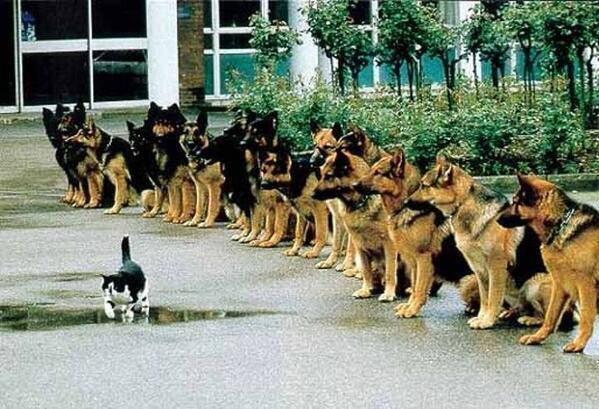かわいすぎる動物たち No Twitter 警察犬の最後の試験の試験官を勤めるこの道10年のベテラン猫 警察犬としての落ち着きを見る試験で 猫を追わなければ合格 Http T Co 1mdsjhpeok