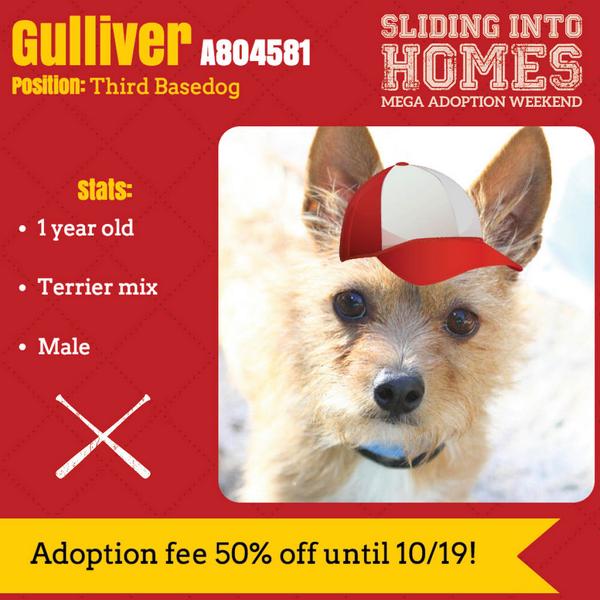 animalfndlv's tweet photo. GULLIVER — 50% off adoption fee through TOMORROW! 655 N. Mojave Rd. #Vegas #ASPCAmegamatch http://t.co/WJ0Wg4OTpE http://t.co/ylKYQ6NnnO