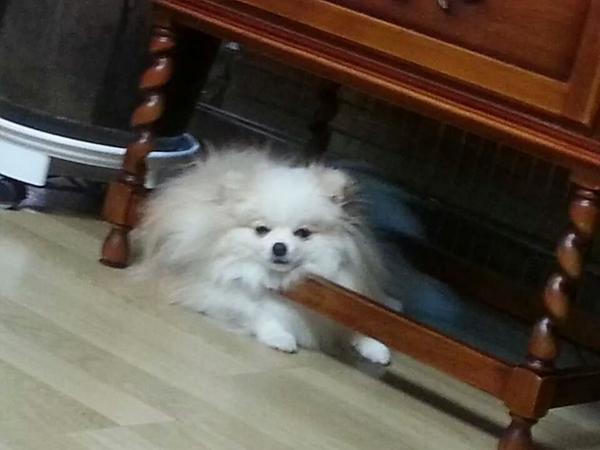 T_ARAPETS's tweet photo. THIS IS SUNDAY and guess what....
"today we don't feel like doing aaaannythiiinngg~~~🎶"
#Wang #Youngmini #Bapul 🐶 http://t.co/EblR8f2TRA