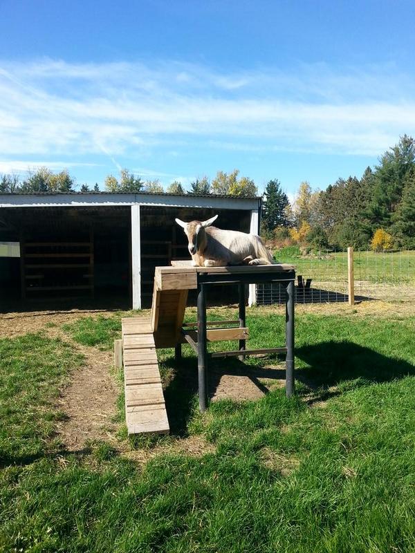 Sherri__Lynne's tweet photo. My friend Maaaa-aaaa-aaaargaret. #goatsonaroof #aamodts #Stillwater #Minnesota http://t.co/vSRYqWdD1k