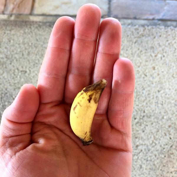 rene redzepi on twitter the tiniest and sweetest banana i ve tried