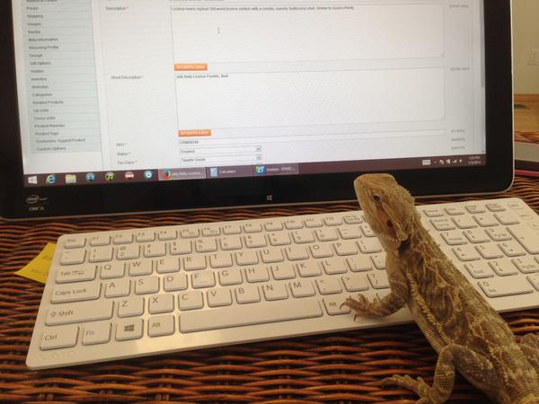 WTFocker's tweet photo. We have a regular pet parade through our office, but this bearded assistant is unusual even for us! #WTFoftheday http://t.co/G2OfkMhHAU