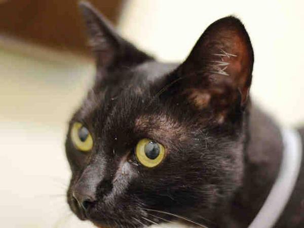 NYCDEATHROWCATS's tweet photo. PIPELETTE's human died. this doll baby is spayed, super cuddly and ready for a new home. http://t.co/XK5GA6vVlx #NYC http://t.co/zYGwzHwFH3