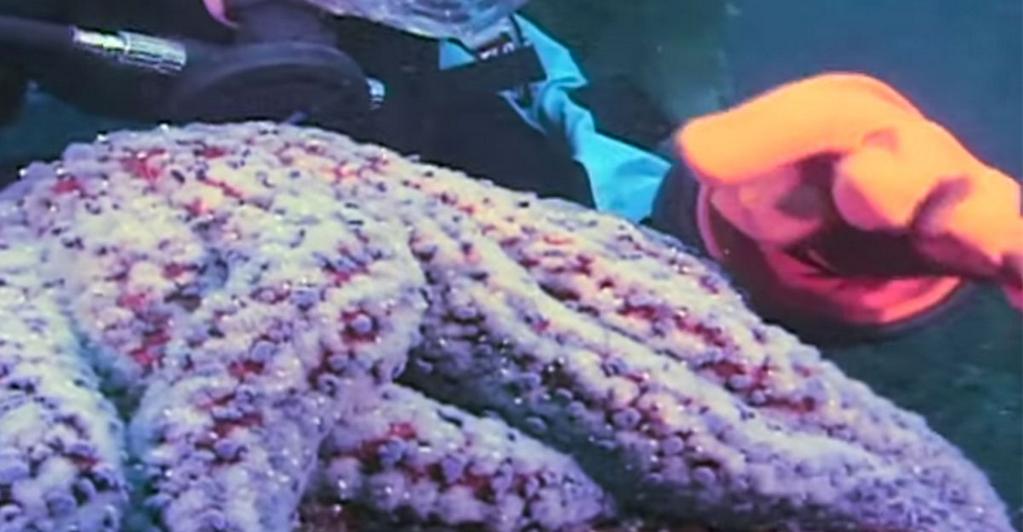 Embedded image permalink