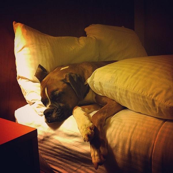Rex_Boxer's tweet photo. Gotta get a good night sleep. Tomorrow is #Boxerstock with @AtlBoxerRescue #hotellivin' http://t.co/wiO74owrQN