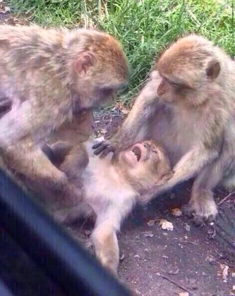 JonnyFootbalI's tweet photo. Notre Dame fans are like... http://t.co/Zf5iaoBNwt