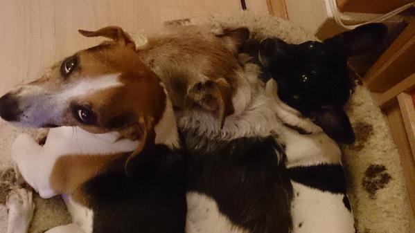 sargesalute's tweet photo. @stopeatingcats @DogMeatTrade god help the person who would try to hurt/abduct etc my family #stopeatingpets http://t.co/ZOAWwGGm8P