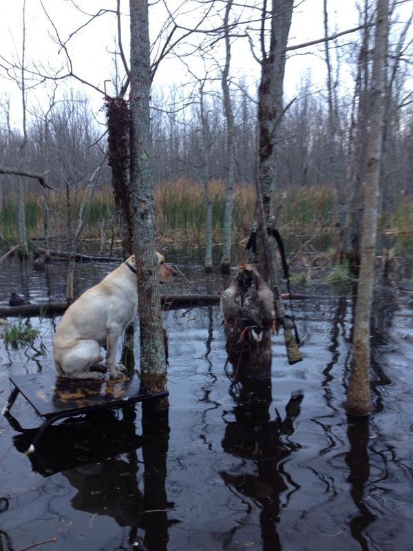 markclifford01's tweet photo. @BeavrCreekCalls #lovefall #huntoprovide #tendereats #TweetYourAddiction http://t.co/aPVNlBl8Mw