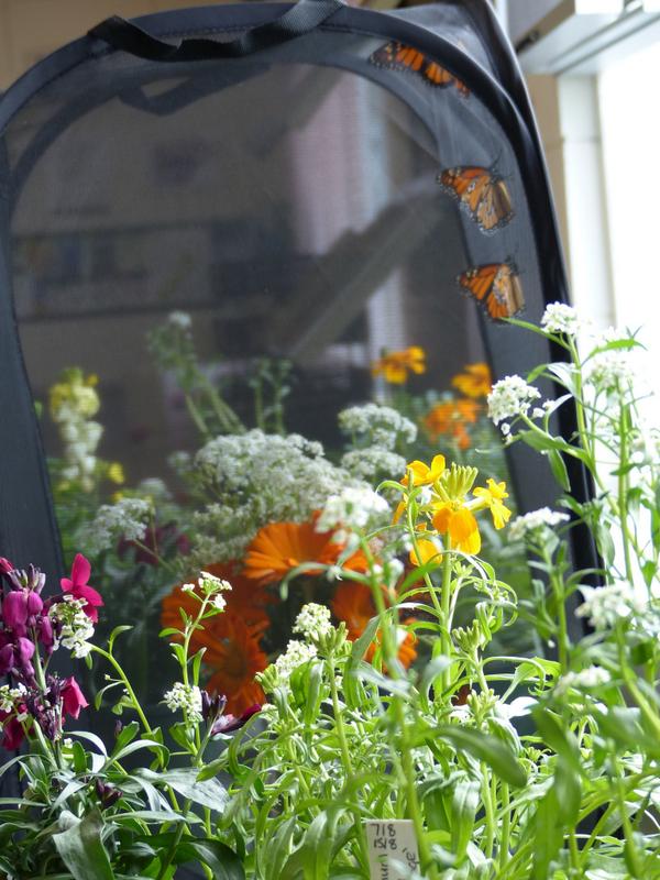 Lincoln University tweet media