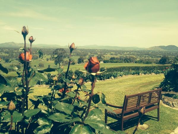 Glorious afternoon at Binghams Mansfield over 500 roses - open garden