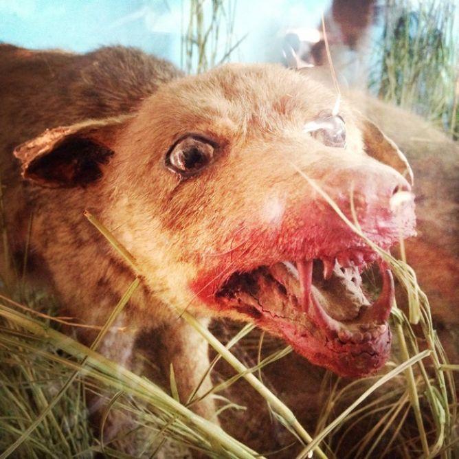 Embedded image permalink