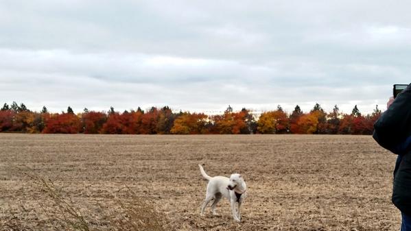 Laciethedogg's tweet photo. @LolitatheDiva I hope u enjoy ur weekend, yesterday was windy cold and damp,  still went to the park tho #fallcolors. http://t.co/PgfpcAzBtp