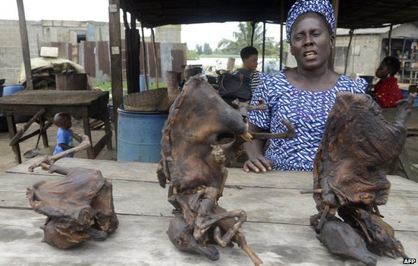 BBCWorld's tweet photo. #Bushmeat http://t.co/FNcpyD144a Why it's a prime suspect in the current #Ebola outbreak http://t.co/FXOWOf542D