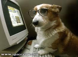 HRH_VulcanDorgi's tweet photo. @PrincessZoya_ Lovely @CissyPickles must have shown you royal etiquette. What did HE wear? *Setting up pup-veillance* http://t.co/BpOwzFqaC6