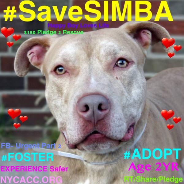 existenciala's tweet image. “@UrgentPart2: #SaveSIMBA 2YR Dog 2Die 10/19 @NYCACC #Adopt Online Foster 4 #Rescue $150 2NH
facebook.com/Urgentdeathrow…