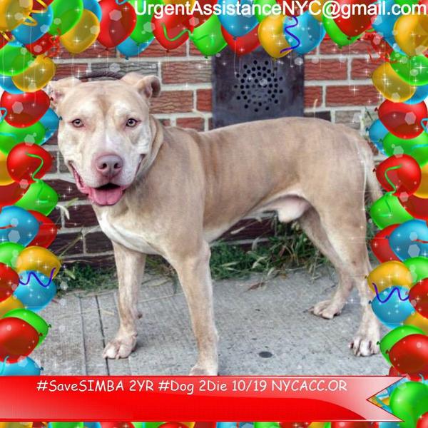 existenciala's tweet image. “@UrgentPart2: #SaveSIMBA 2YR Dog 2Die 10/19 @NYCACC #Adopt Online Foster 4 #Rescue $150 2NH
facebook.com/Urgentdeathrow…