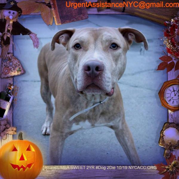 existenciala's tweet image. “@UrgentPart2: #SaveSIMBA 2YR Dog 2Die 10/19 @NYCACC #Adopt Online Foster 4 #Rescue $150 2NH
facebook.com/Urgentdeathrow…
