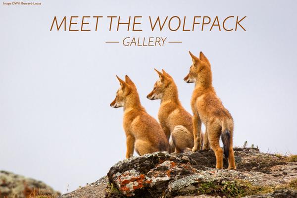 #Puppies galore in this beautiful gallery of #Ethiopianwolves. magazine.africageographic.com/weekly/issue-1…