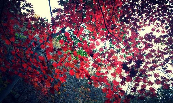 sun_min's tweet photo. 단풍구경~ http://t.co/eRptUPhAOH