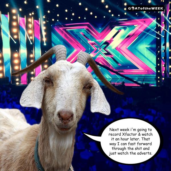 GOATotWEEK's tweet photo. @GOATotWEEK: #goatogtheweek #goat #funnygoat #jokeoftheday #xfactor #XFactor80sWeek http://t.co/zv3vHYUzxe