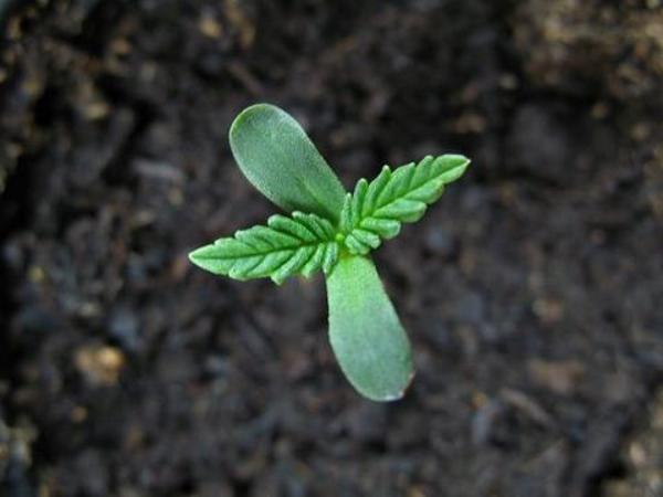 GrowLandia tweet media