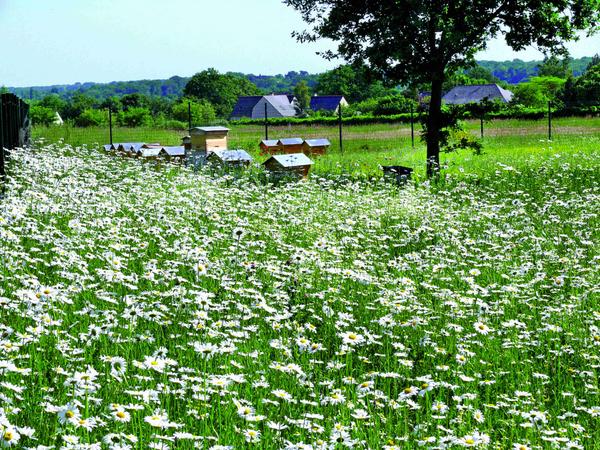 MeadowInGarden's tweet image. Let&apos;s please look out for the #bees in 2015! #SimplePromote meadowinmygarden.co.uk